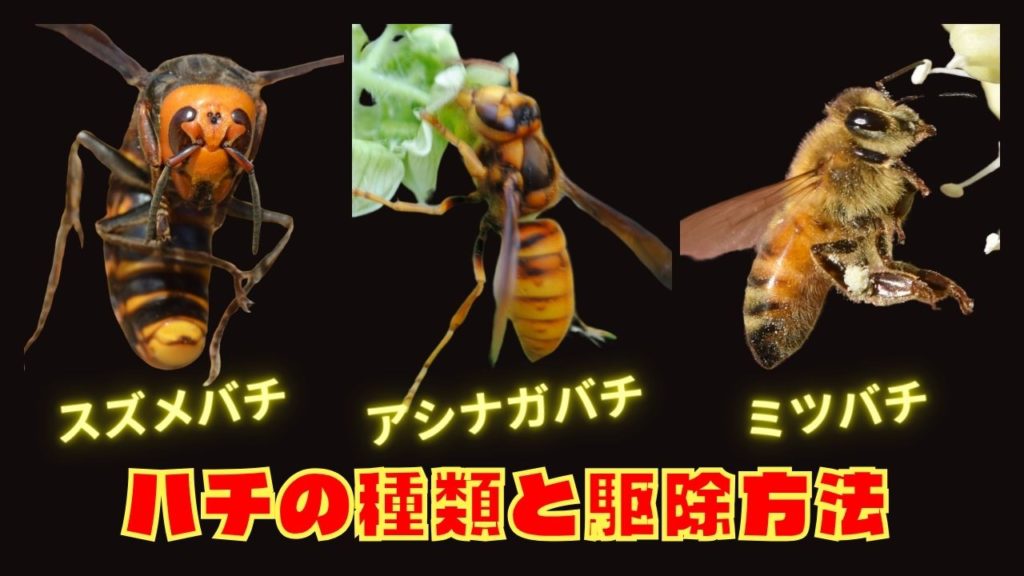 ハチの種類と駆除方法